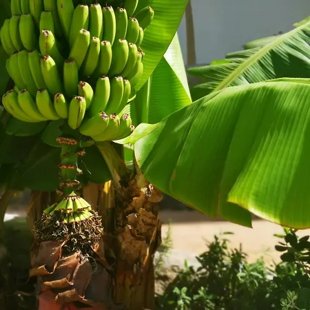 Apartment Brand New Surrounded By Tropical Gardens! *